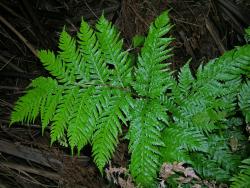 Pteris carsei. Adaxial surface of 2‑pinnate-pinnatifid frond, with all secondary pinnae on basal primary pinnae adnate to the costa.
 Image: L.R. Perrie © Leon Perrie CC BY-NC 3.0 NZ